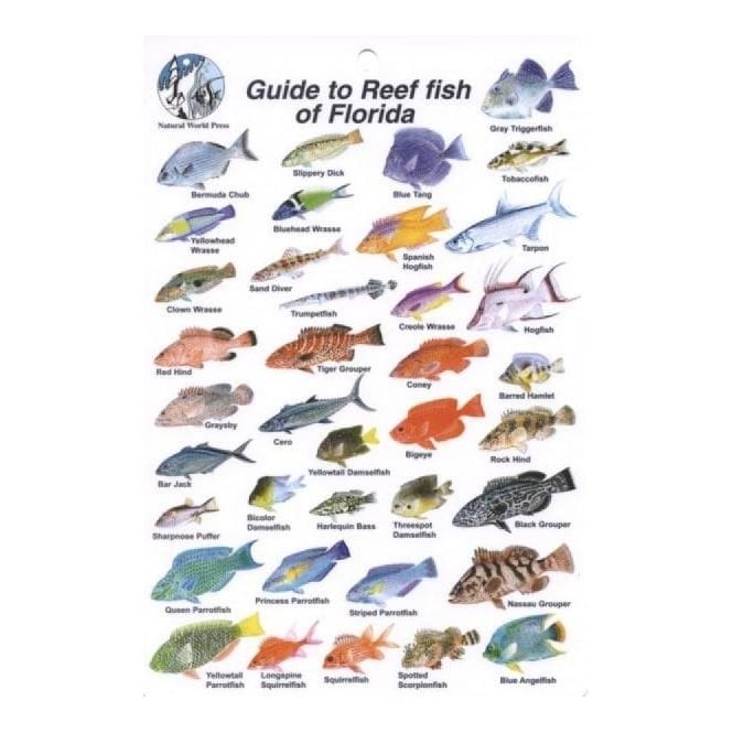 Florida Fish Card